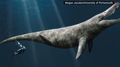 Size of a Jurassic sea giant found due to fossil discovery, study says